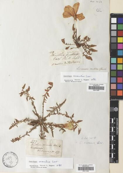 Oenothera acaulis [Espécimen: ]