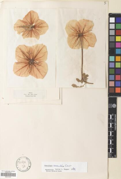 Oenothera acaulis [Espécimen: ]