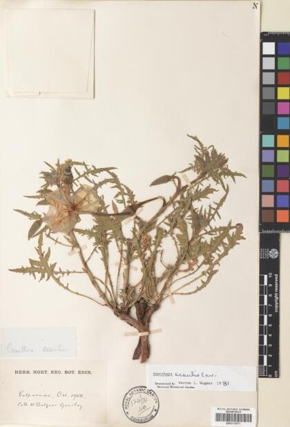 Oenothera acaulis [Espécimen: ]