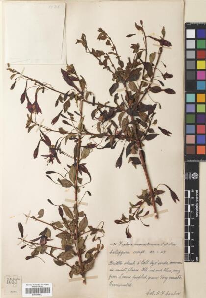 Fuchsia magellanica [Espécimen: ]