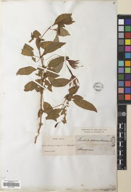 Fuchsia magellanica [Espécimen: ]