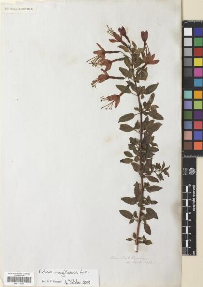 Fuchsia magellanica [Espécimen: ]