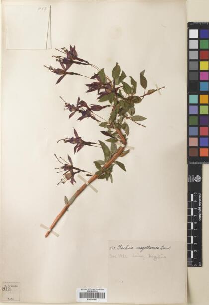 Fuchsia magellanica [Espécimen: ]