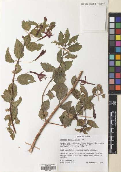 Fuchsia magellanica [Espécimen: ]