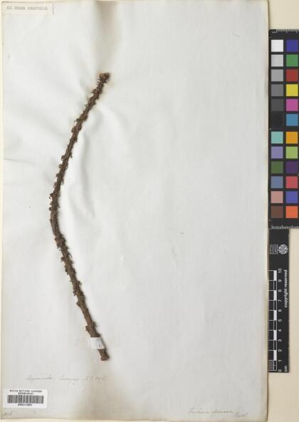 Fuchsia lycioides [Espécimen: ]