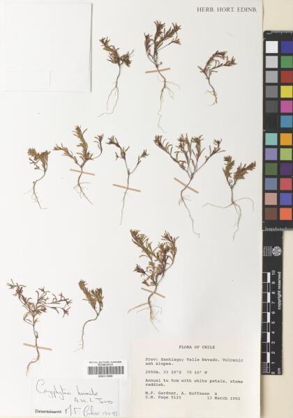 Gayophytum humile [Espécimen: ]