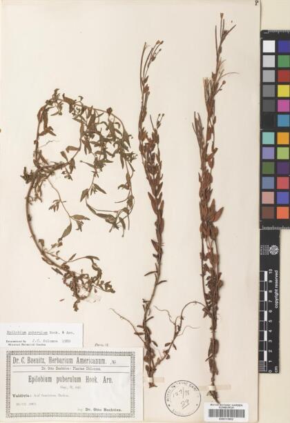 Epilobium puberulum [Espécimen: ]