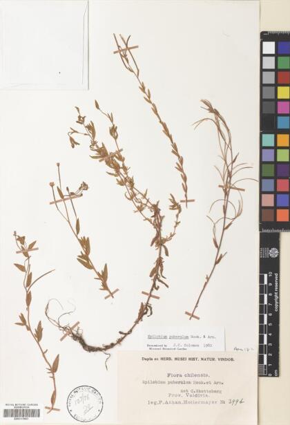 Epilobium puberulum [Espécimen: ]