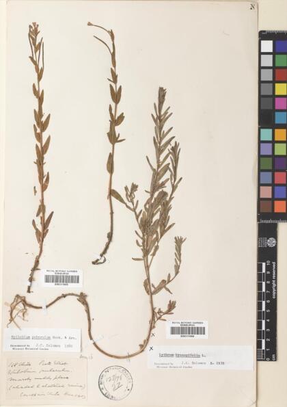 Epilobium puberulum [Espécimen: ]