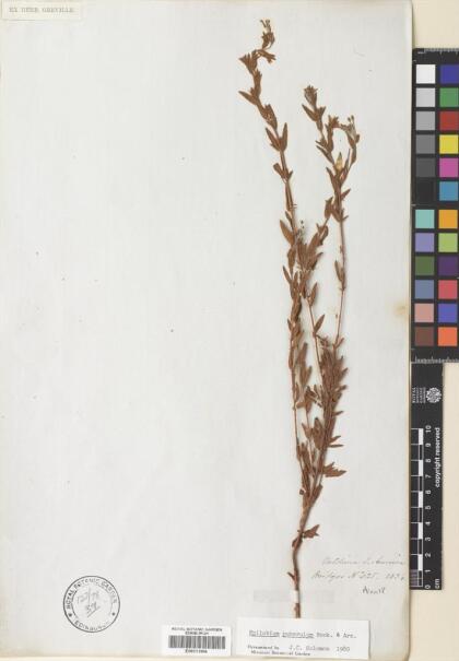 Epilobium puberulum [Espécimen: ]