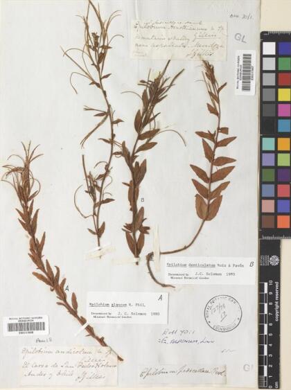 Epilobium glaucum [Espécimen: ]