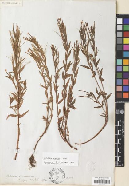 Epilobium glaucum [Espécimen: ]