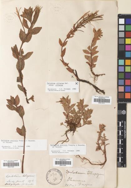 Epilobium ciliatum [Espécimen: ]