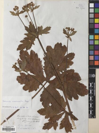 Sanicula crassicaulis [Espécimen: ]