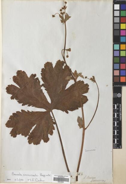 Sanicula crassicaulis [Espécimen: ]
