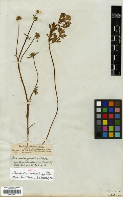 Sanicula graveolens [Espécimen: ]