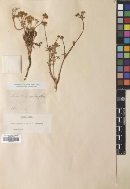 Sanicula graveolens [Espécimen: ]