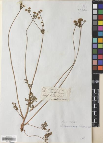 Sanicula graveolens [Espécimen: ]