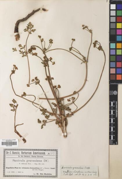 Sanicula graveolens [Espécimen: ]