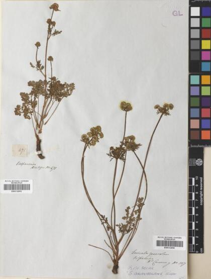 Sanicula graveolens [Espécimen: ]