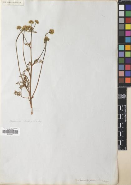 Sanicula graveolens [Espécimen: ]