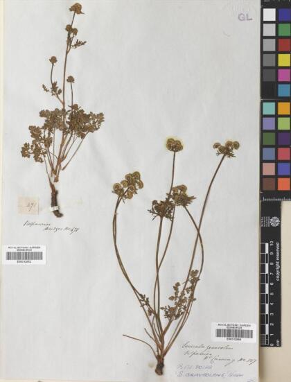 Sanicula graveolens [Espécimen: ]