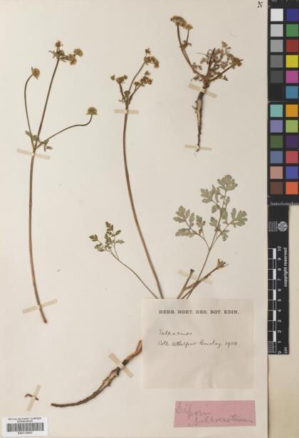 Diposis bulbocastanum [Espécimen: ]
