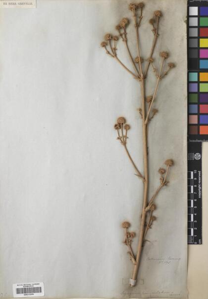Eryngium paniculatum [Espécimen: ]