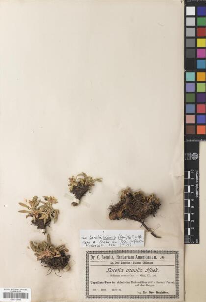 Azorella ruizii [Espécimen: ]