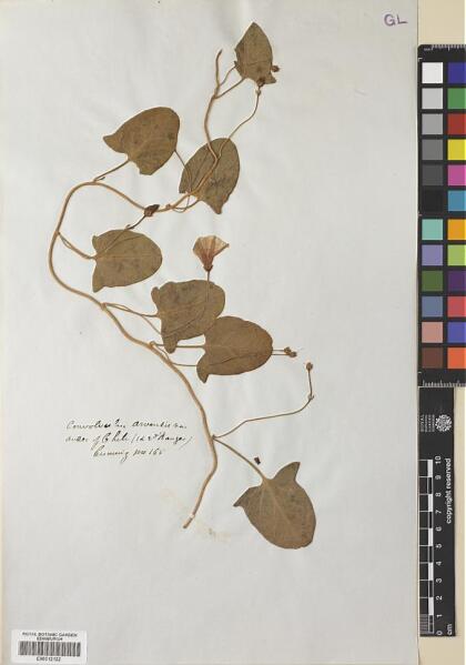 Convolvulus arvensis [Espécimen: ]