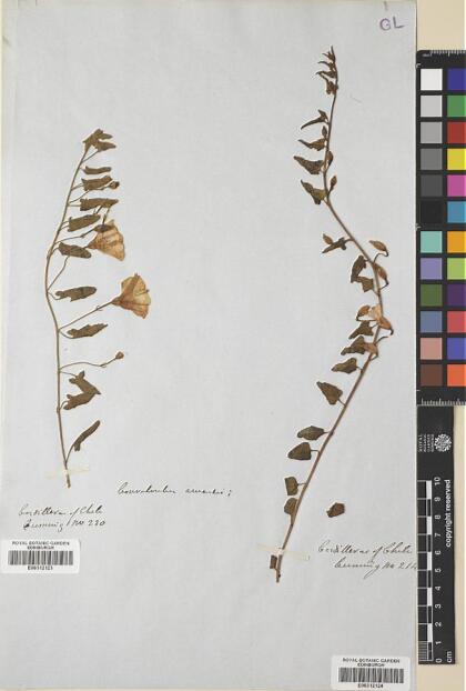 Convolvulus arvensis [Espécimen: ]