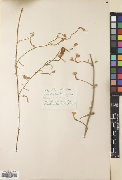 Convolvulus bonariensis [Espécimen: ]