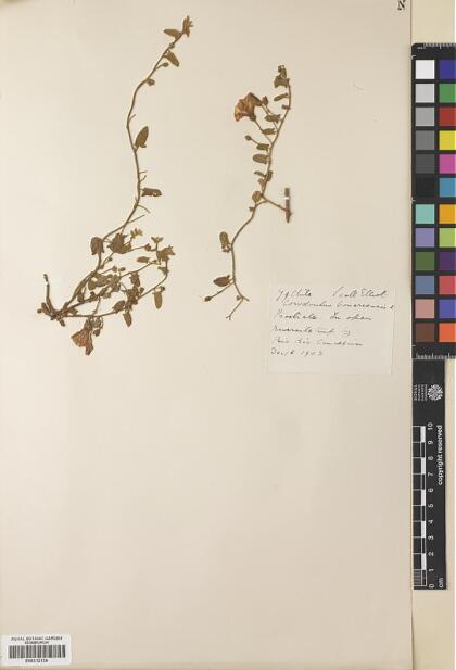 Convolvulus bonariensis [Espécimen: ]