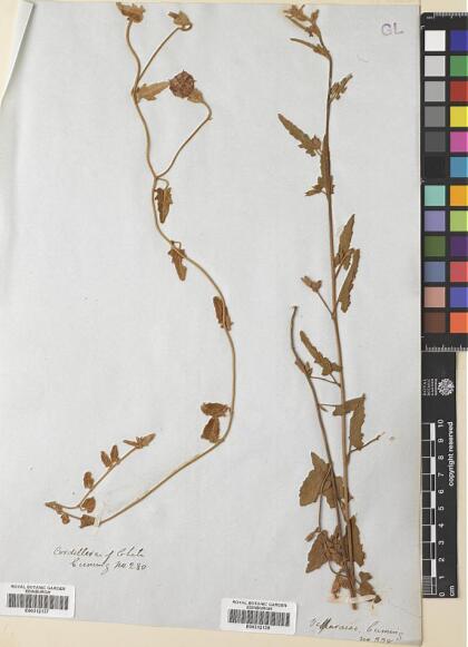 Convolvulus bonariensis [Espécimen: ]