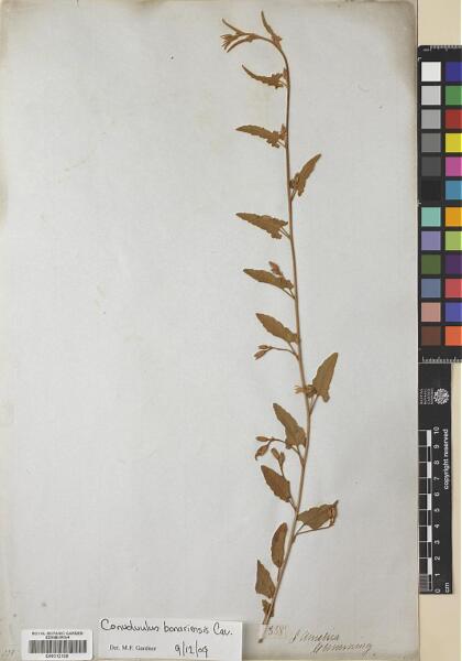 Convolvulus bonariensis [Espécimen: ]