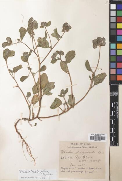 Phacelia brachyantha [Espécimen: ]