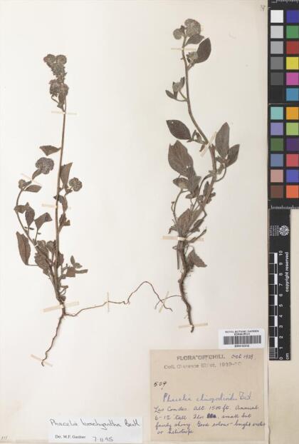 Phacelia brachyantha [Espécimen: ]