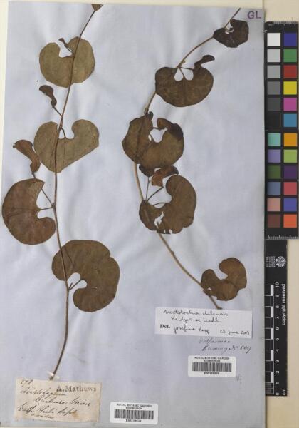 Aristolochia vaginans [Espécimen: ]