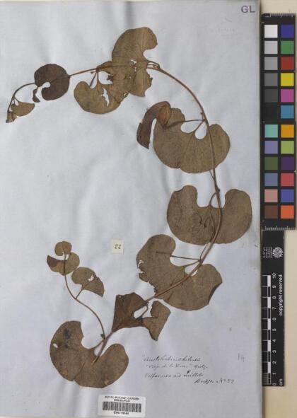 Aristolochia vaginans [Espécimen: ]
