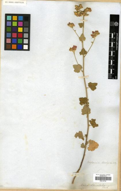 Sphaeralcea obtusiloba [Espécimen: ]
