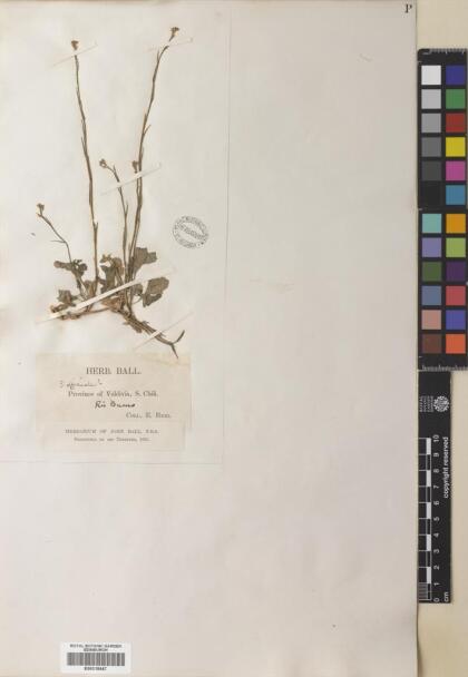 Sisymbrium officinale [Espécimen: ]
