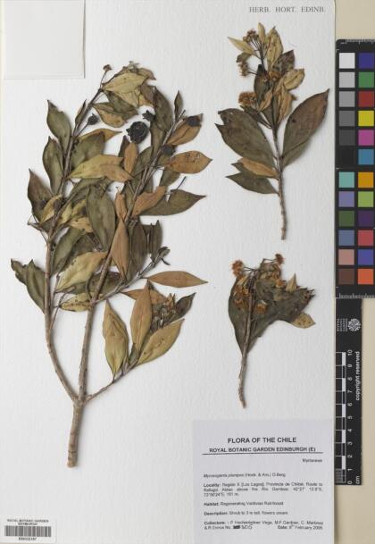 Myrceugenia planipes [Espécimen: ]