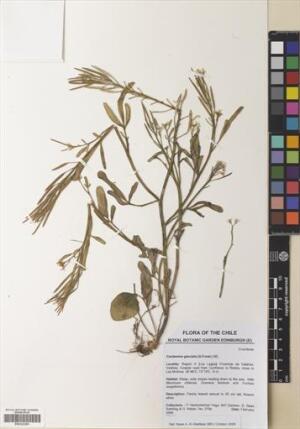 Cardamine glacialis [Espécimen: ]