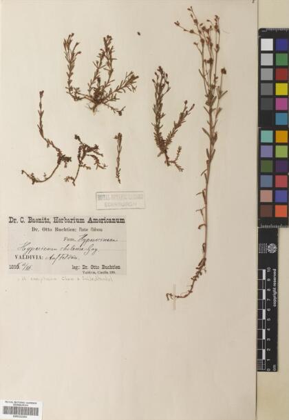Hypericum caespitosum [Espécimen: ]