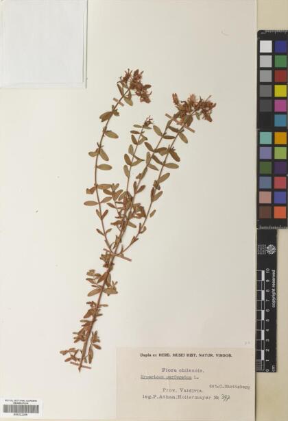 Hypericum perforatum [Espécimen: ]