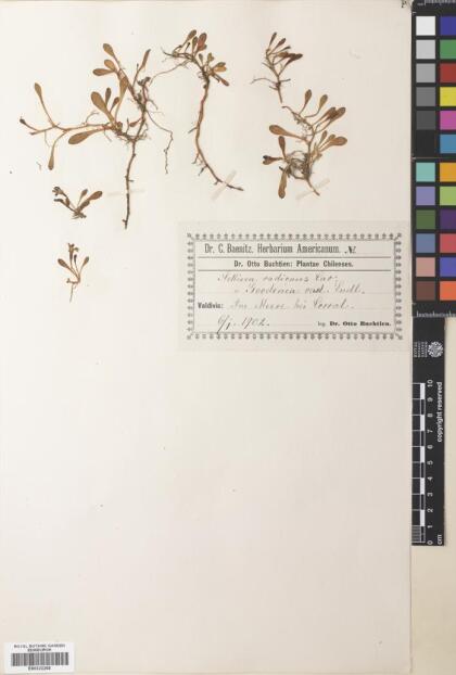 Goodenia radicans [Espécimen: ]