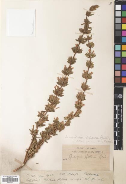 Gardoquia gilliesii [Espécimen: ]