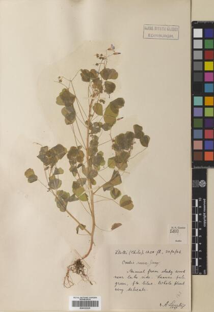 Oxalis rosea [Espécimen: ]