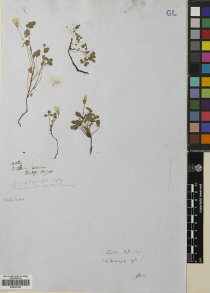 Oxalis laxa var. laxa [Espécimen: ]