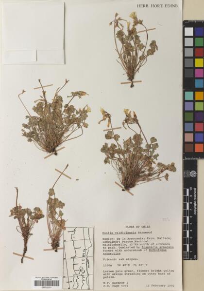 Oxalis valdiviensis [Espécimen: ]
